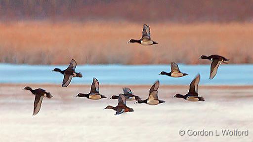 Ducks In Flight_28866.jpg - Photographed along the Rideau Canal Waterway near Kilmarnock, Ontario, Canada.